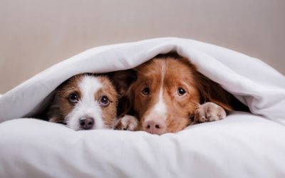 RSPCA cops a serve over two dead dogs