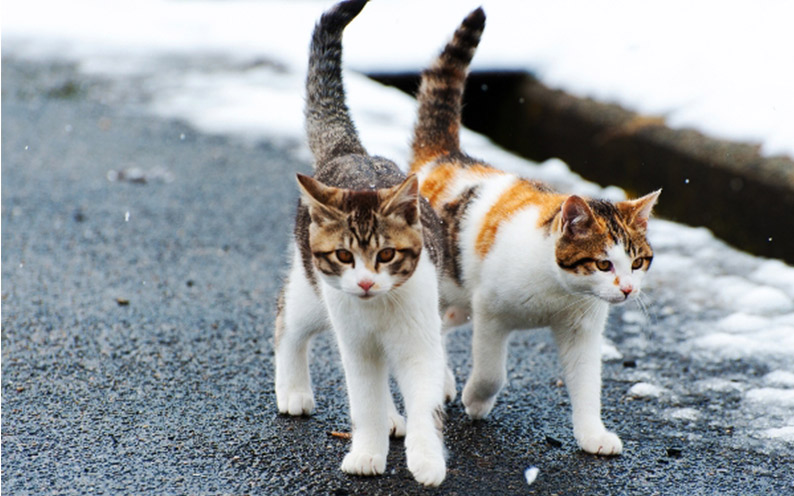 stray-cats